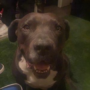 Meet your Posher, Max